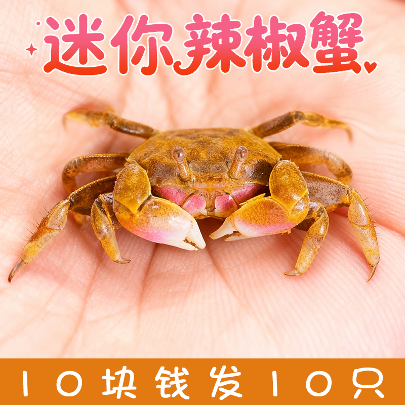 小螃蟹观赏蟹宠物螃蟹淡水鱼缸除藻爬宠吃粪便清洁工具深水观赏蟹