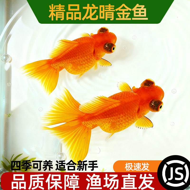 红龙睛金鱼鸿运当头鱼苗冷水鱼龙晴淡水好养鱼冷水鱼宠物鱼观赏鱼