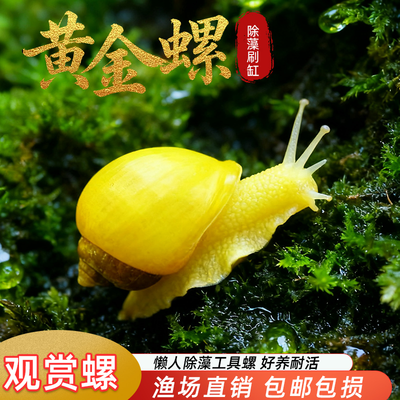 黄金螺除藻螺观赏螺鱼缸清洁黑金刚吃藻苹果斑马螺吃粪工具淡水螺