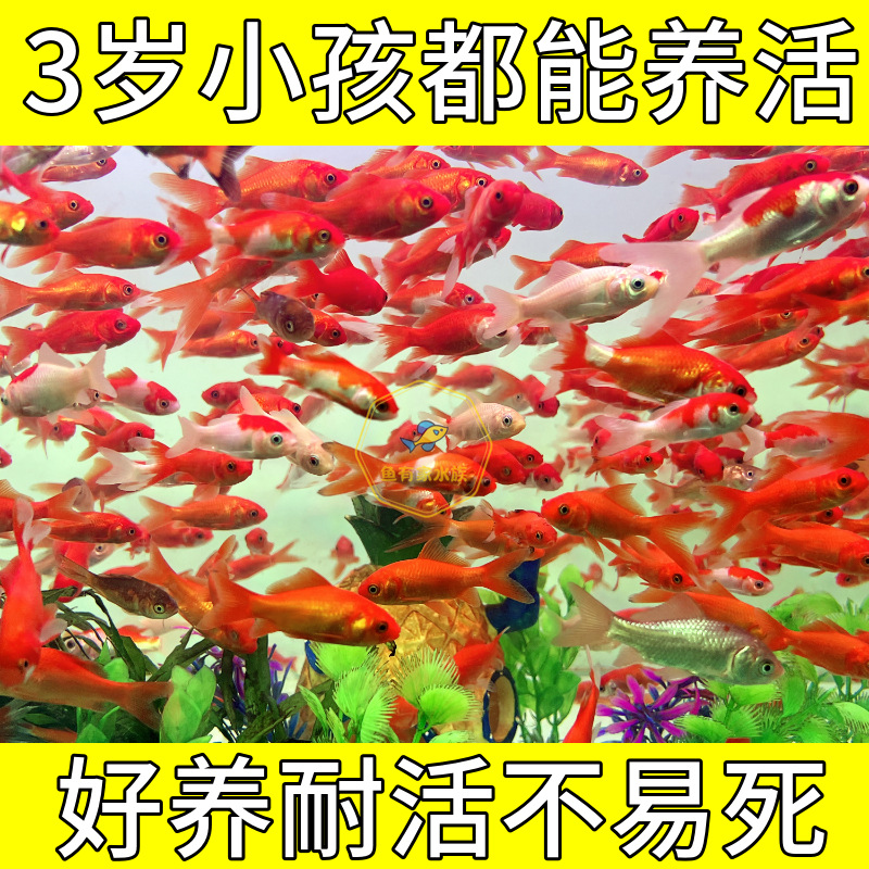 观赏鱼小草金鱼鱼苗好养耐活鱼冷水鱼自来水可养易存活龙鱼饲料鱼