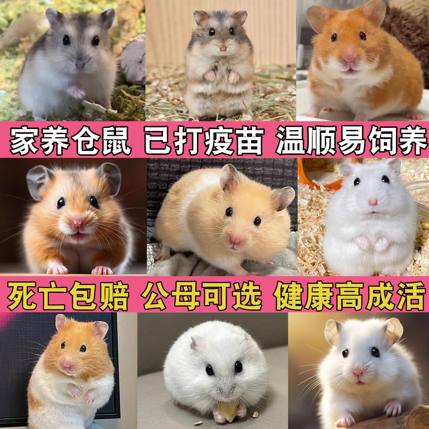 家养金丝熊小仓鼠活物可爱布丁三线银狐活宠鼠类宠物已打疫苗活体