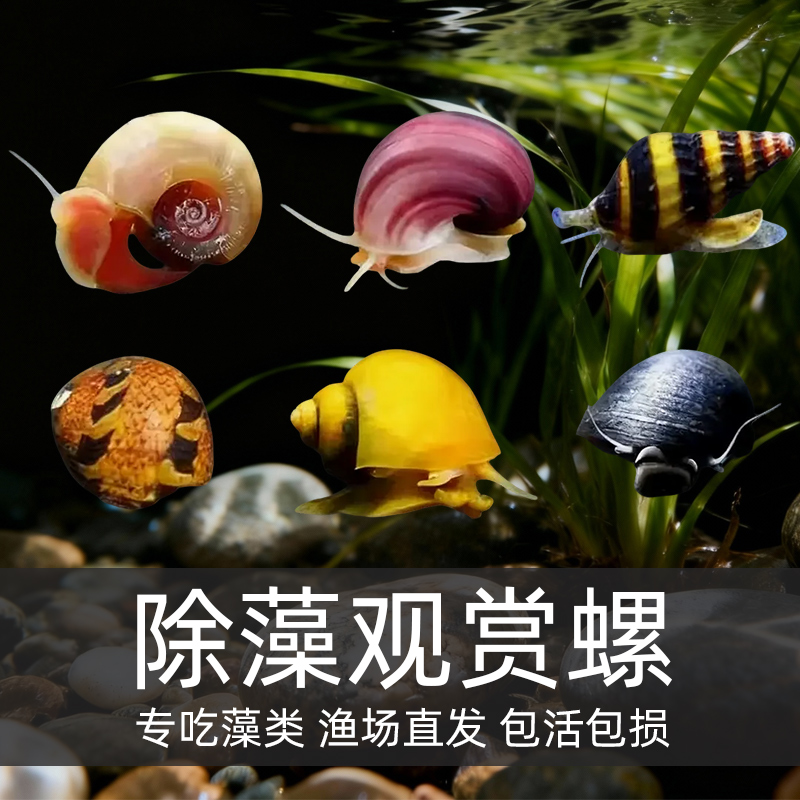 黄金螺鱼缸清洁鱼冷水淡水除藻工具螺粪便清理净化水质大型观赏螺