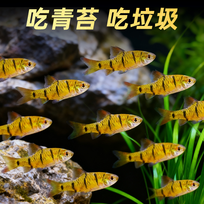 中国斗鱼伴侣条纹小鲃活体吃青苔耐寒冷水原生鱼溪流鱼群游观赏鱼