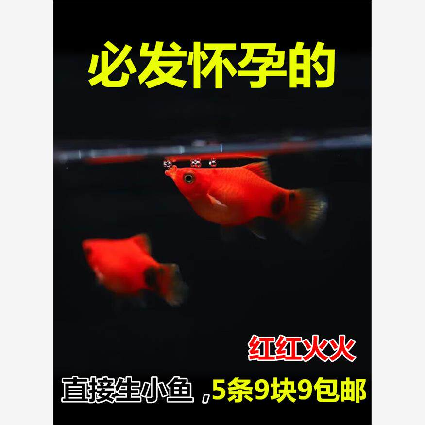 米奇鱼 月光鱼 胎生鱼 小型鱼 观赏鱼 新手推荐 好养活新手鱼包邮