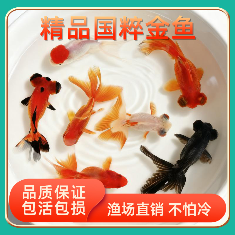 观赏鱼鸿运当头鹤顶红金鱼活体鱼苗冷水小鱼淡水好养国狮金鱼活鱼