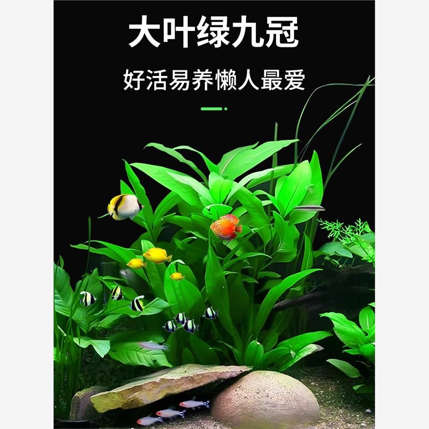 水草植物鱼缸造景大叶绿九冠水草阴性水培植物净化水质迷你九冠