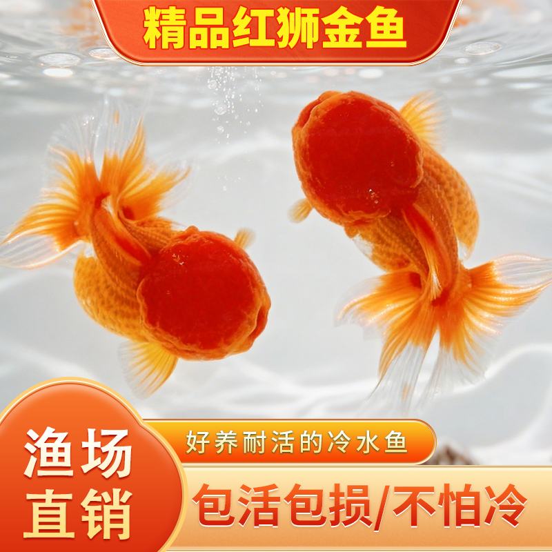 红狮金鱼国师鱼冷水鱼金鱼活鱼淡水锦鲤活体好养耐活不加温观赏鱼