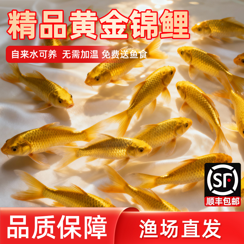 黄金锦鲤活鱼招财鱼金鱼淡水鱼好养耐活冷水鱼黄金龙凤锦鲤观赏鱼