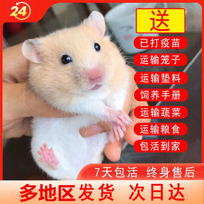 小仓鼠活物鼠类小宠物仓鼠活物送笼子已打疫苗金丝熊活体小苍鼠银