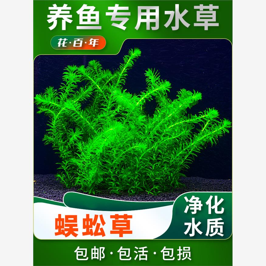 蜈蚣草水草植物养龟鱼缸造景鱼草缸净水绿植新手养鱼绿菊后景草