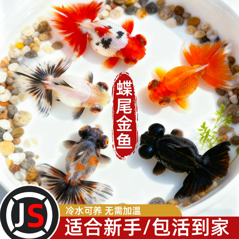 蝶尾金鱼活鱼观赏鱼红白包金蝶尾大眼冷水淡水鱼好养耐活泰狮兰寿