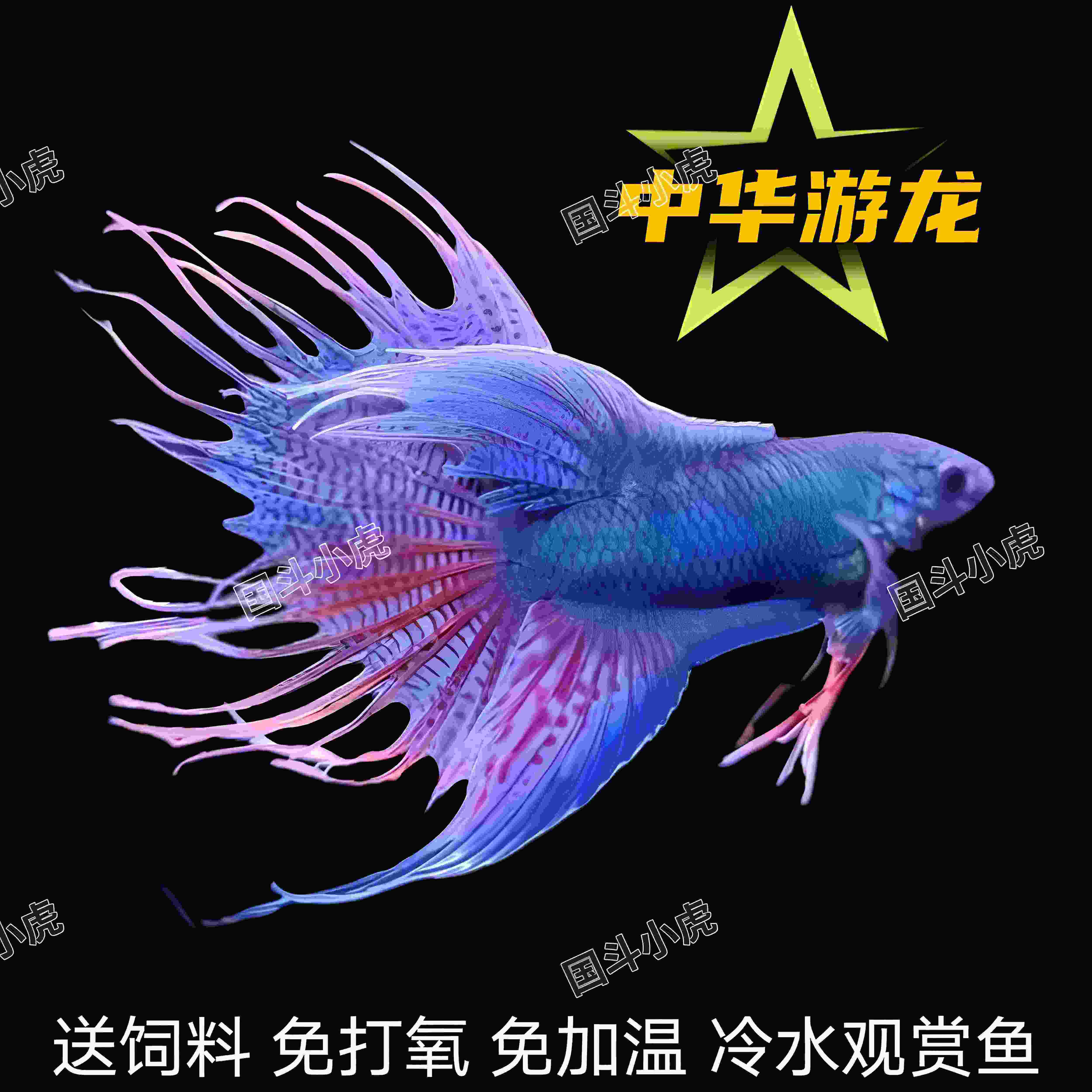 中国斗鱼好养活体游龙无纹蓝帝王蓝淡水冷水耐活观赏鱼免加温打氧