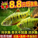 小鲃鱼中国斗鱼伴侣条纹小鲃冷水原生鱼耐寒淡水小鱼苗群游观赏鱼