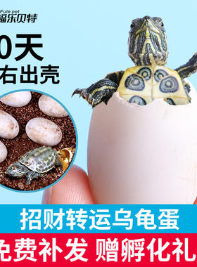乌龟蛋可孵化受精巴西火焰花龟小宠物好养学生活体地图草龟苗活物