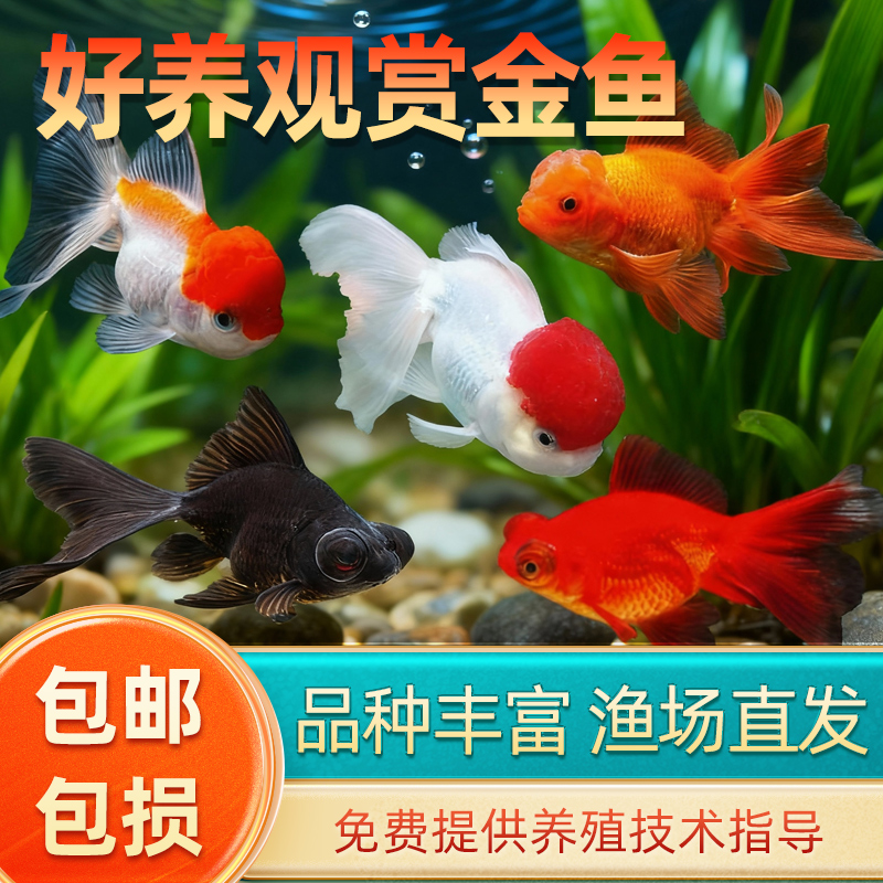 金鱼活鱼观赏鱼小型淡水好养冷水鱼苗新手小金鱼兰寿锦鲤好养耐活