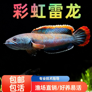 南鳢雷龙鱼观赏鱼冷水鱼红尾龙鱼凶猛七彩雷龙淡水活体彩虹雷龙鱼