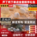 极有家网红芦丁鸡40 60天青年鸡活鸡物宠物鸡活体全色系宠物活鸡