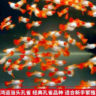 活体观赏鱼鸿运当头纯种孔雀鱼胎生鱼凤尾鱼淡水新手鱼直接生小鱼
