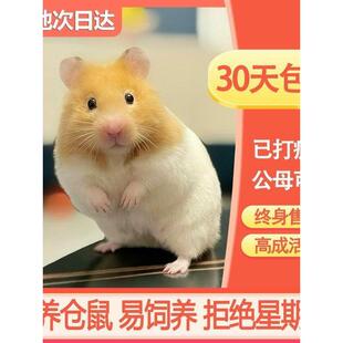 仓鼠活物已打疫苗家养金丝熊一对银狐布丁紫仓奶茶公婆小苍鼠活体