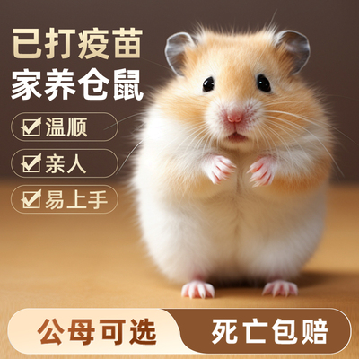 小仓鼠活物已打疫苗家养金丝熊银狐布丁三线温顺宠物可上手送笼子