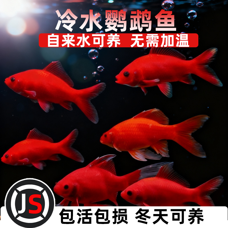 冷水鹦鹉鱼耐活红鱼淡水好养易活冷水鱼苗观赏鱼活鱼金鱼耐活锦鲤
