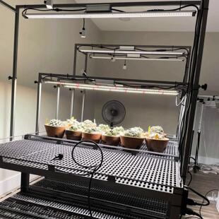 Helios Xp Led全光谱植物生长灯填充光多肉植物