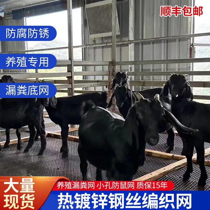 羊床钢丝网鸡鸭鹅漏粪网育雏网底筛网围栏网养羊网热镀锌编织筛网