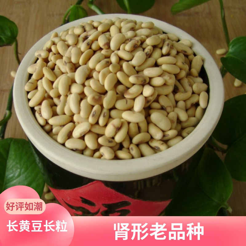 老品种小黄豆黄土高原农家黄豆肾型黄豆发芽大豆做豆腐打豆浆纳豆