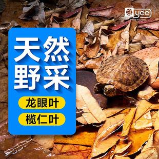 yee 乌龟鱼缸养龟龙眼叶懒人叶降酸斗鱼缸ph值调节龟缸躲避榄仁叶