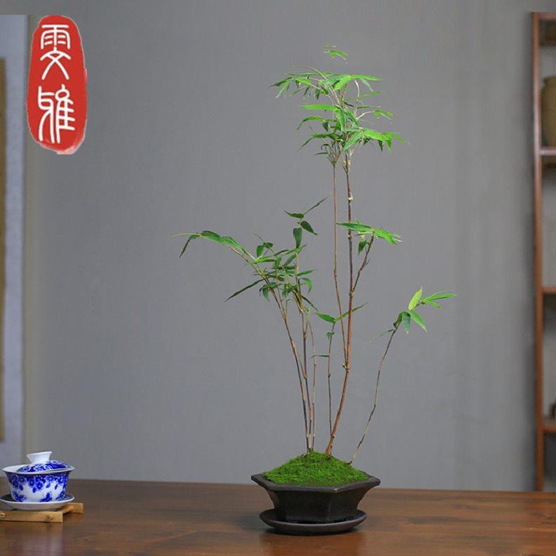 红竹盆景观音竹书房阳台美观小植物红竹子苗竹子盆栽室内桌面绿植