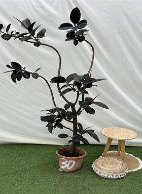 鸿信造型橡皮树黑金刚Ficus室内大型盆栽绿植客厅ins风网红植物