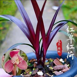 名贵兰花正宗建兰四季红草红荷网红草花卉高档盆栽室内绿植阳台