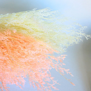 飾拍攝云南干花廠家 永生花漂白情人草白色情人草家居裝