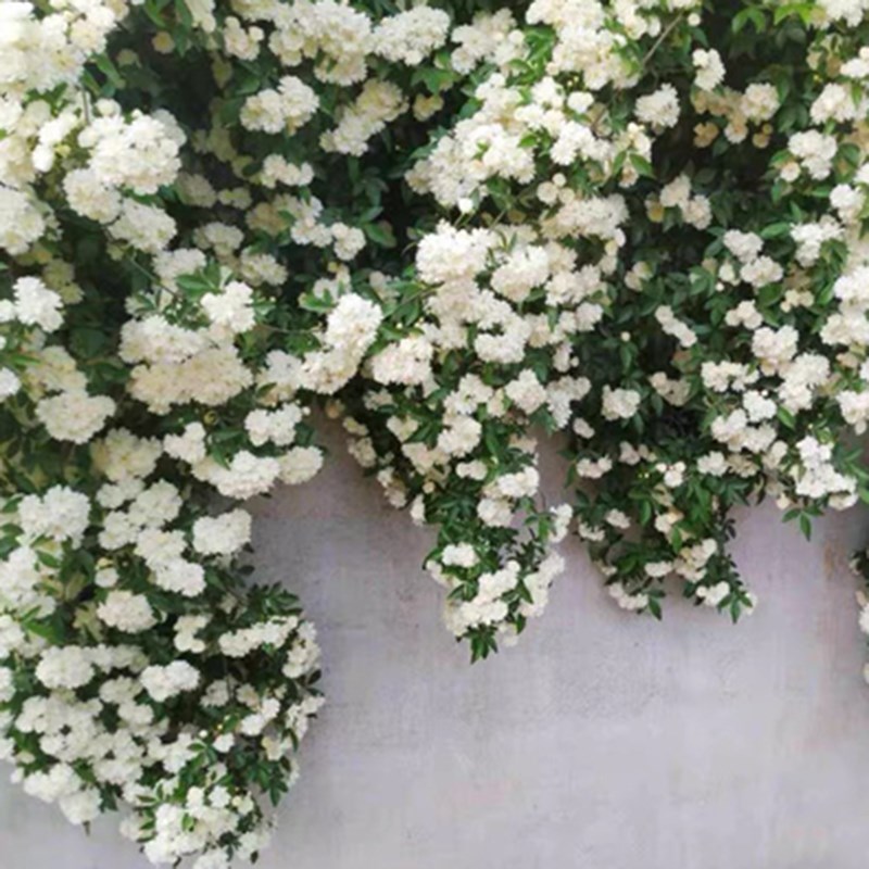 重瓣黄木香花苗四季七里香阳台爬藤蔷薇植物黄木香白木香红木香花