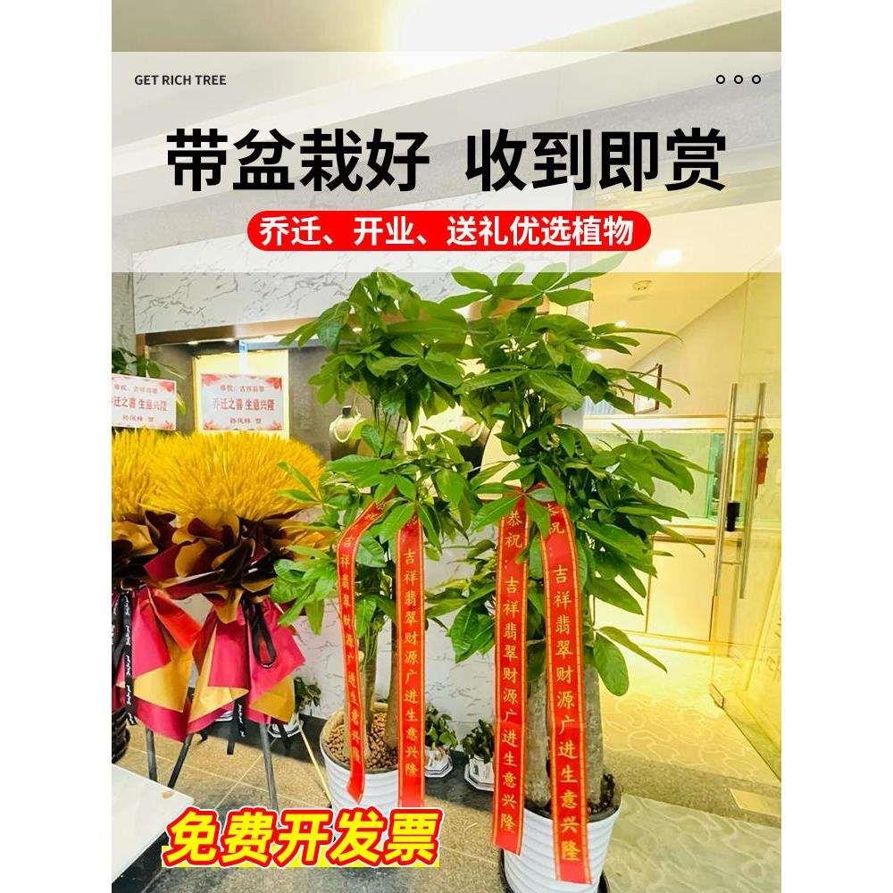 发财树客厅盆栽大型绿植室内植物乔迁开业送礼办公室招财树好养活