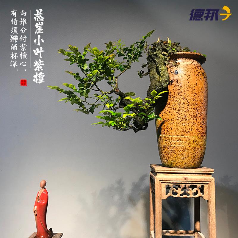 小叶紫檀盆景树苗花卉盆栽办公室植物悬崖临水造型精品桌面绿植