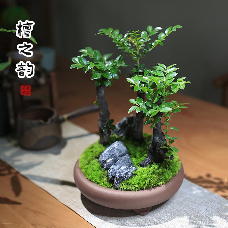 小叶紫檀盆景室内迷你小盆栽办公室绿植四季老桩创意植物客厅花卉