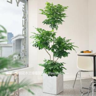 幸福树盆栽净化空气去甲醛三层喜阳绿植深圳同城专车配送绿植到家