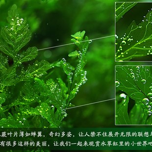 热销黑木蕨ada矮种黑木蕨懒人水草无须二氧化碳淡水阴性水草入缸