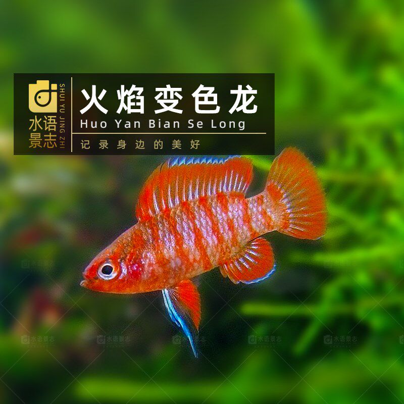 热销火焰小丑红蚂蚁灯火焰变色龙斑节鳉微型迷你草缸虾缸混养热带