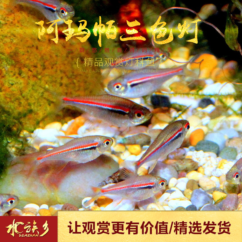 热销阿玛帕三色灯鱼南美阿马帕玛高端小型灯科鱼灯鱼群游观赏小鱼
