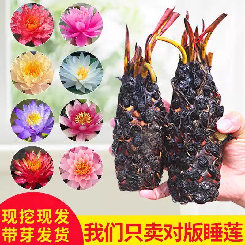 热销大碗莲根块带花苞水养莲花四季开花庭院鱼缸池塘种孑睡莲水培