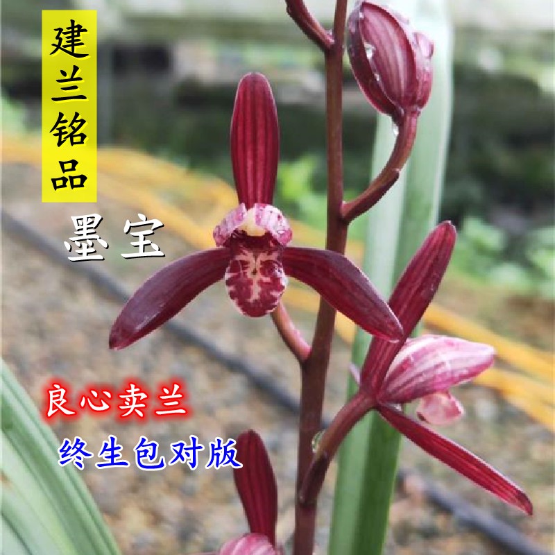 翁源兰花四季建兰高端铭品墨宝红花老种色花好养室内绿植花卉盆栽