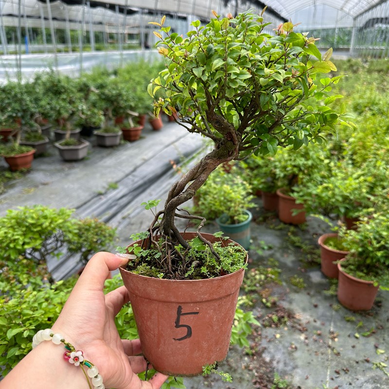 雀梅树苗一物一拍阳台茶室客厅好养造型小盆景室内桌面小植物绿植