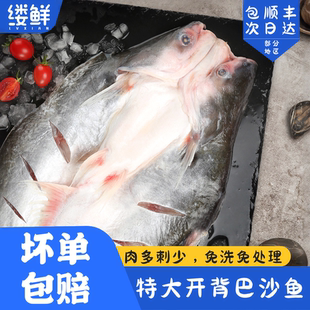 湄公新鲜冷冻带皮无刺整条开背腌制巴沙鱼烤鱼专用凌波鱼整箱商用