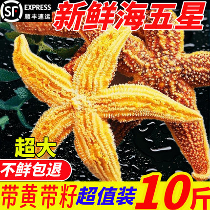 海星鲜活冷冻派大星新鲜冻速冻海星满籽海鲜野生食用五角星