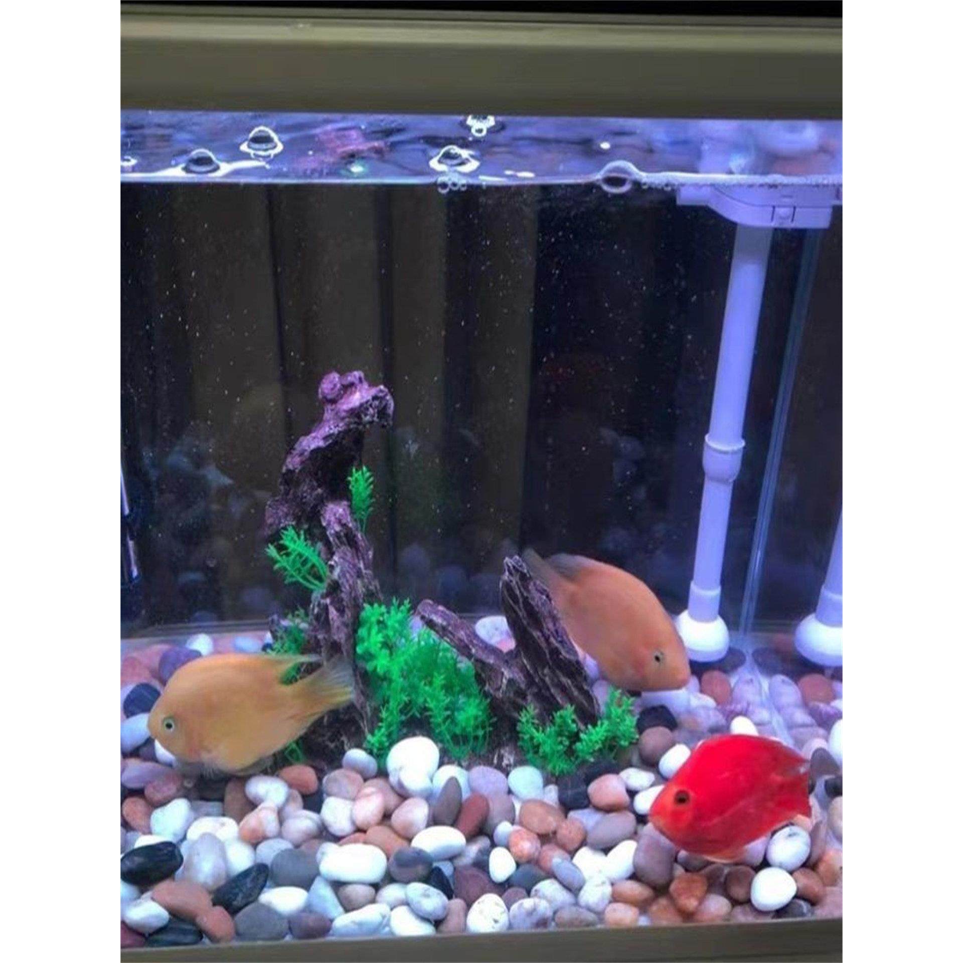 25公斤鹅卵石玉花石庭院铺路小石块石块鱼缸花盆装饰美化鹅软石,基础建材,鹅卵石,淘宝优惠券,粉丝福利购,淘宝优惠卷