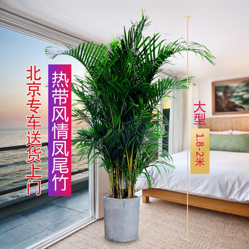 散尾葵凤尾竹富贵椰子大型绿植北京送货办公室阳台净化空气网红好