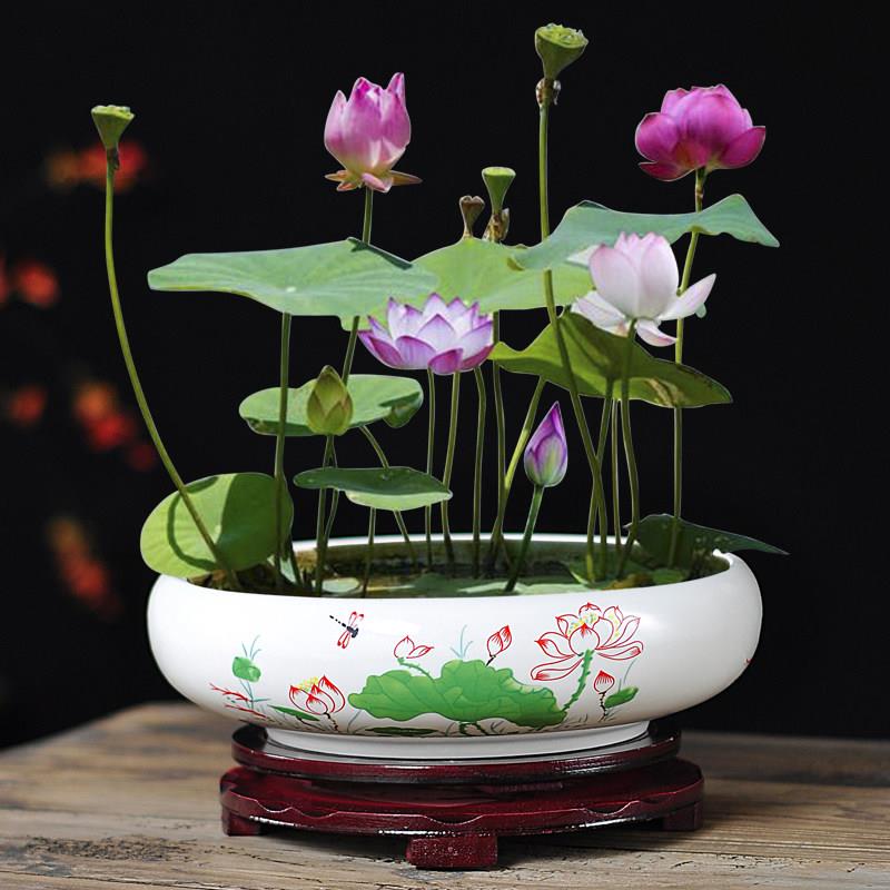 铜钱草水培花盆简约器皿金钱草专用陶瓷水仙花水培一叶莲碗莲桌面