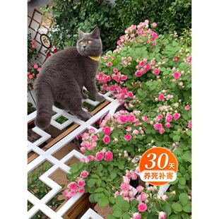 天狼月季2.8/2.5自育高人气阳台庭院大花园盆栽苗幻紫胭脂扣涵仙